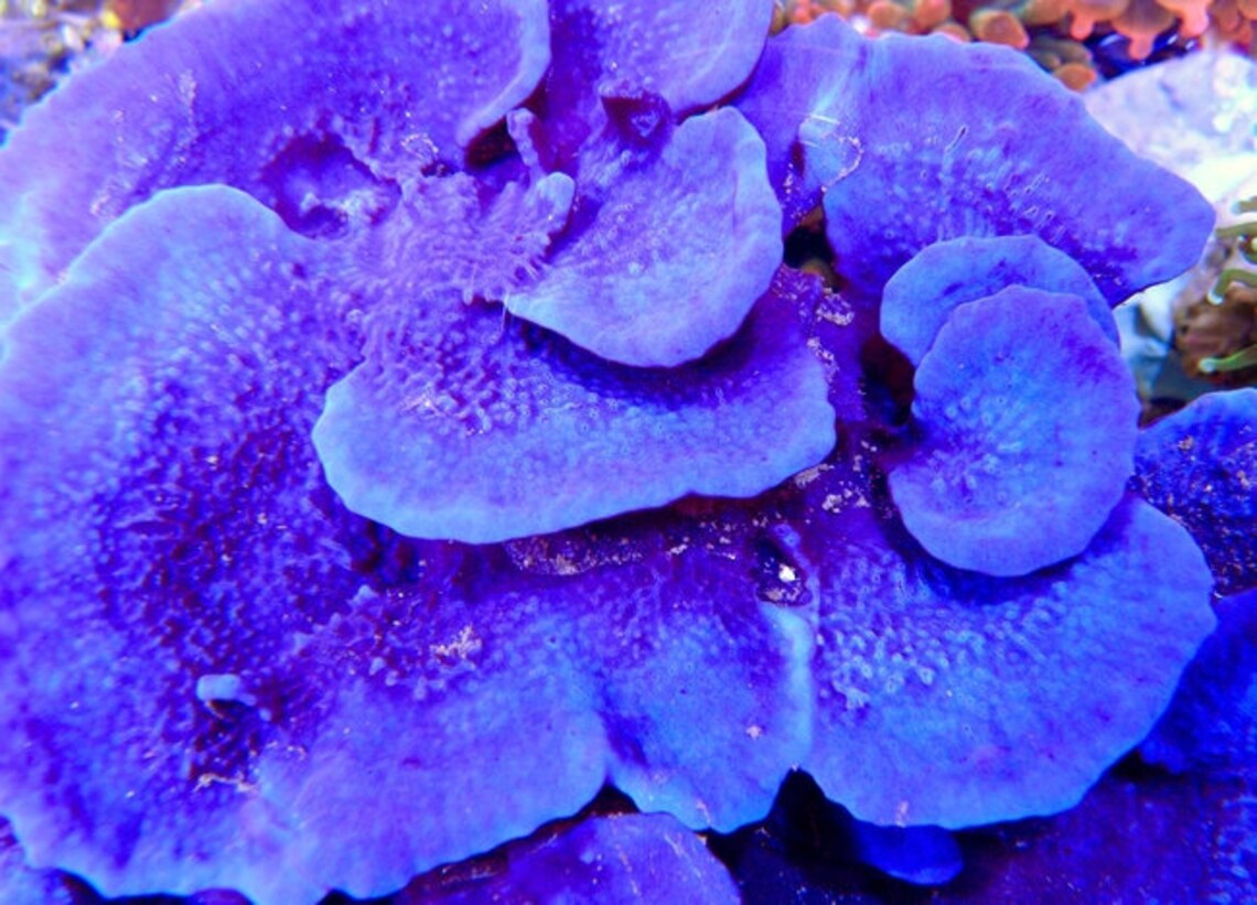 Saltwater Rare Purple Blue Disk Frag Photosynthetic Sponge Etsy