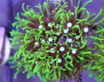 Saltwater Green Star Polyps GSP Frag Coral Reef Saltwater