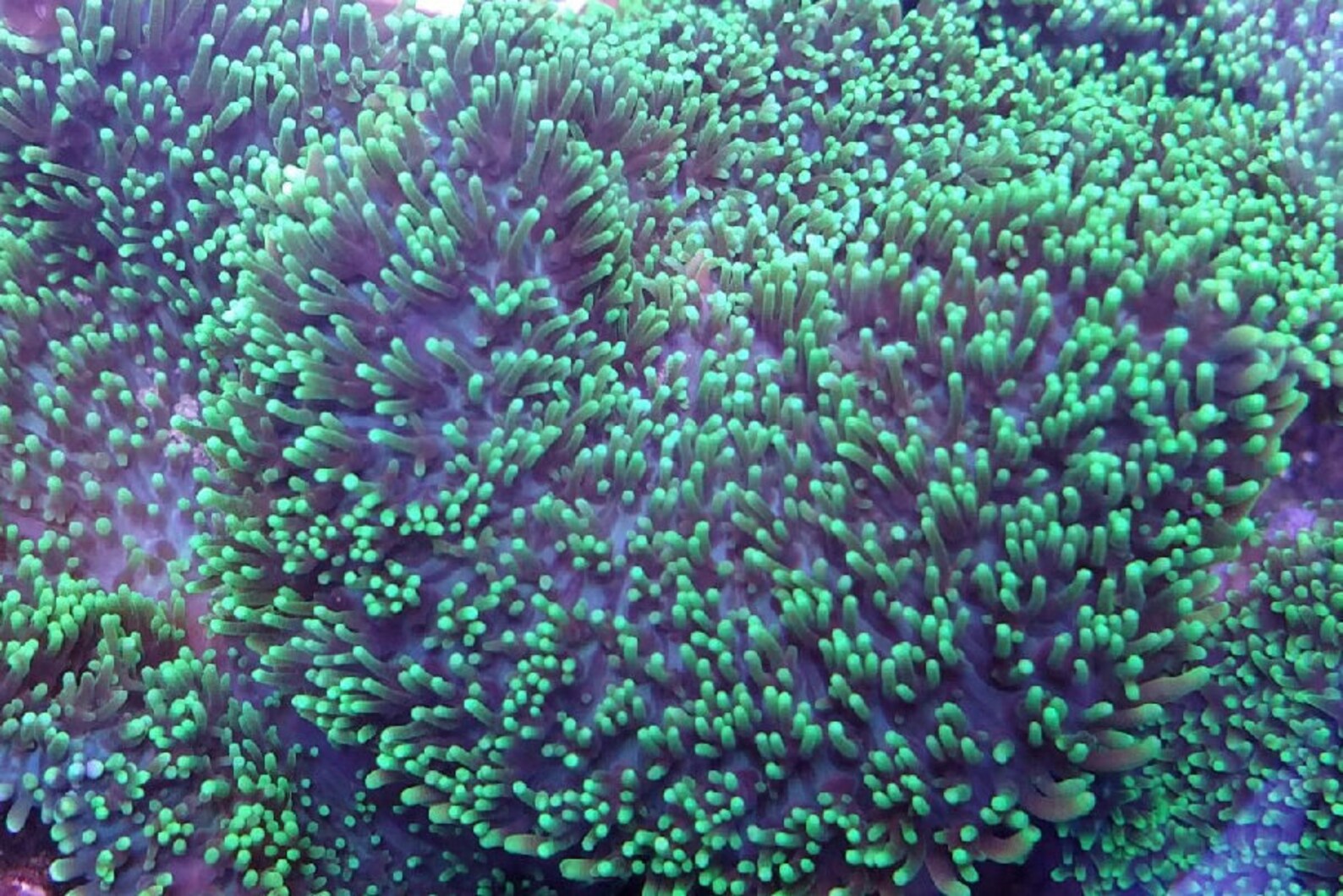 Live Coral Green Hairy Fuzzy Mushroom Ultra Coral Reef | Etsy