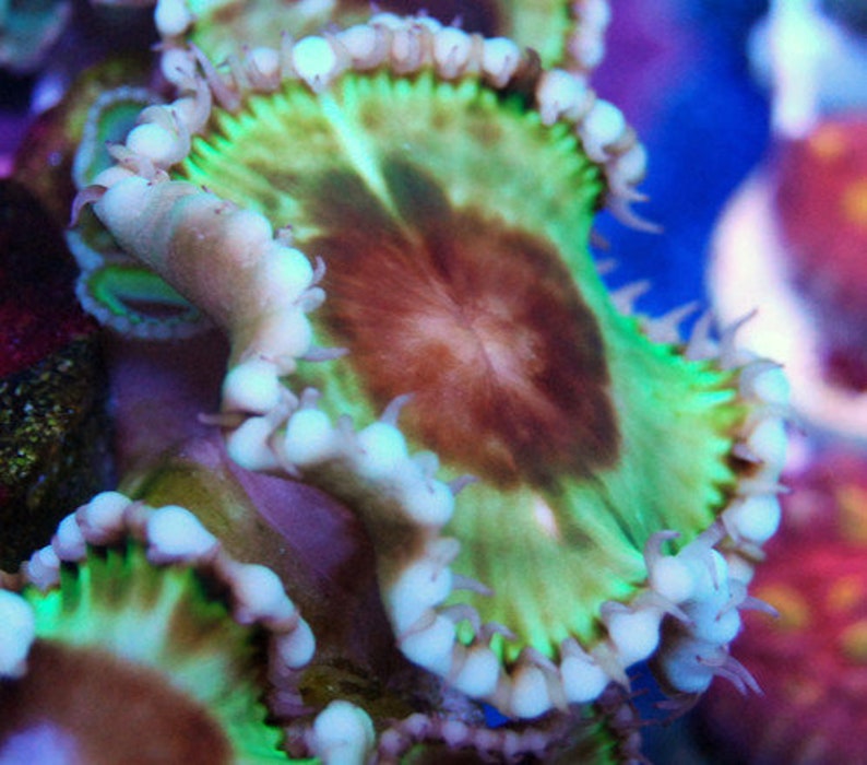 Live Grandis Marble Paly Palythoa Frag Rare Coral Marine Reef Etsy