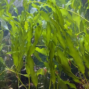 May include: A vibrant underwater scene featuring lush, green aquatic plants with long, flowing leaves. The plants are densely packed, creating a textured appearance. Small fish and other aquatic life are visible, adding to the natural aesthetic of the aquarium.