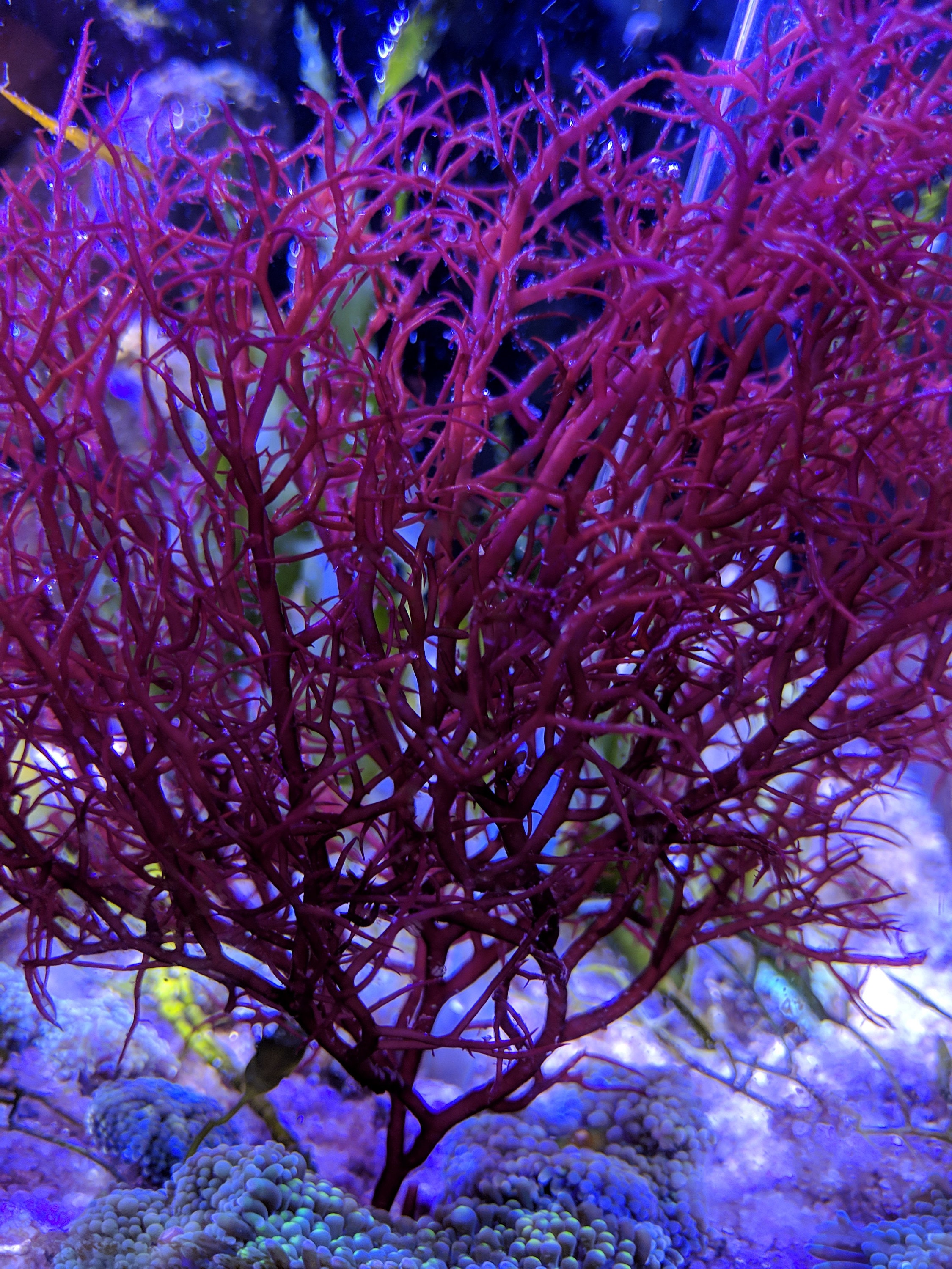 Saltwater Bush Gracilaria Macro Algae Frag Plant Refugium - Etsy