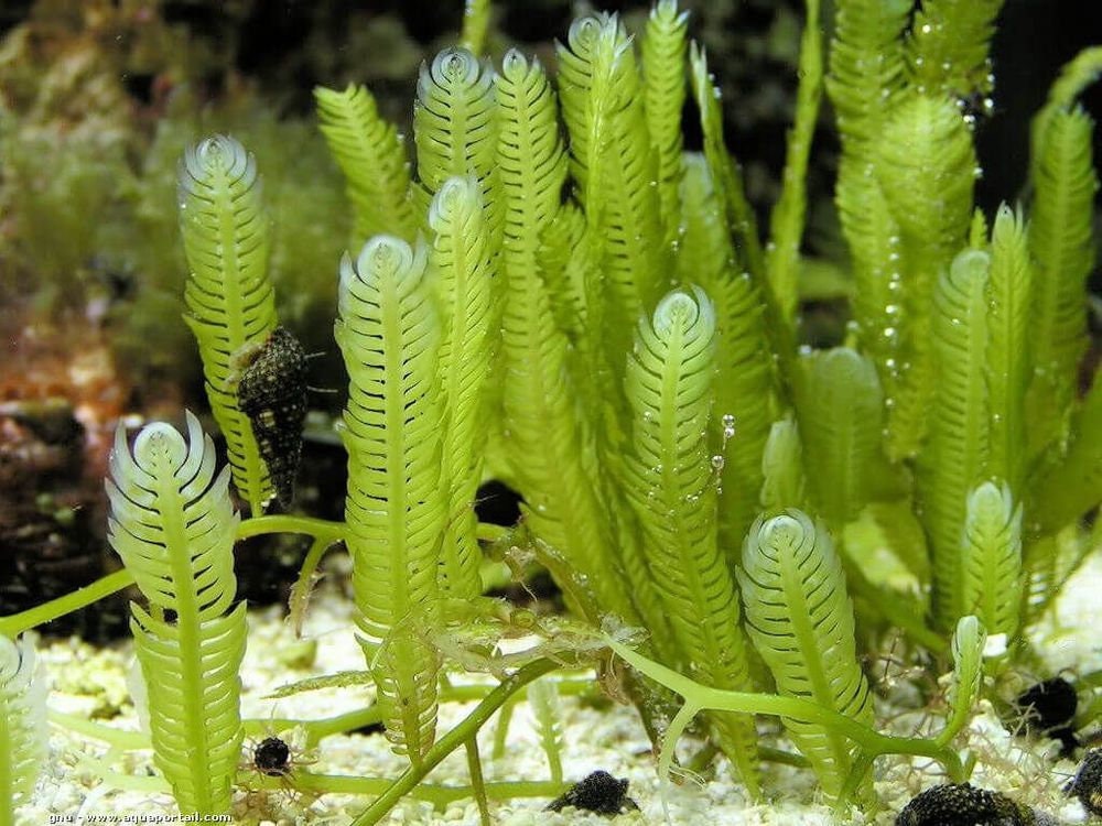 Saltwater Live Caulerpa Mexicana Fern Frag Marine Macro Algae Reef Refugium 
