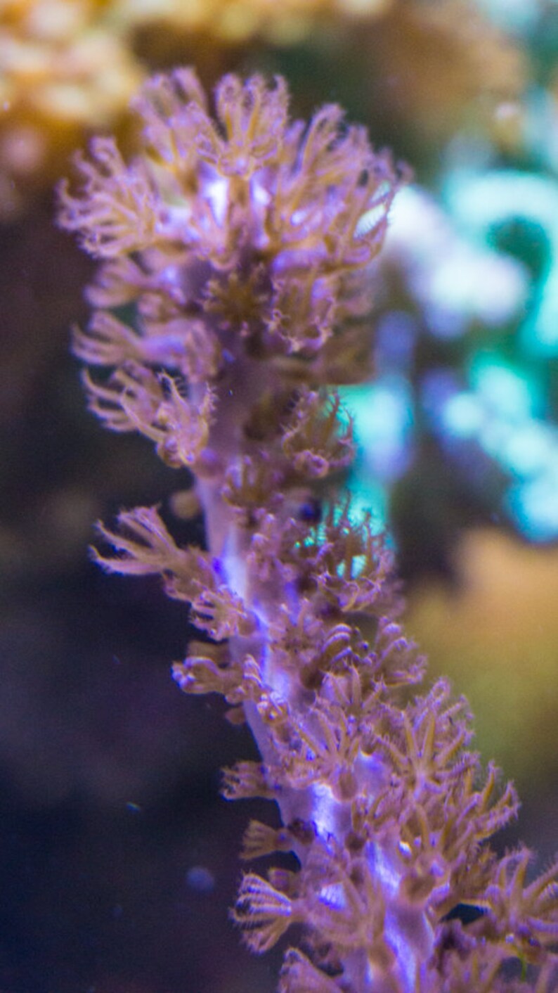 Saltwater Purple Finger Candelabra Frag Coral Reef Etsy