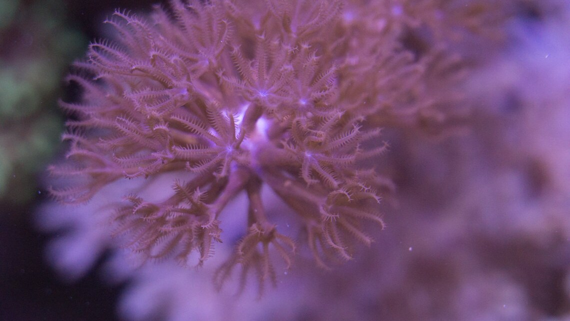 Saltwater Purple Finger Candelabra Frag Coral Reef Etsy