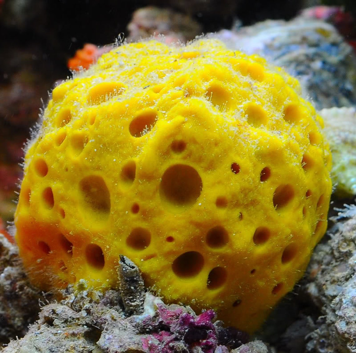 Live Orange Sponge Ball Coral Marine Reef Saltwater | Etsy