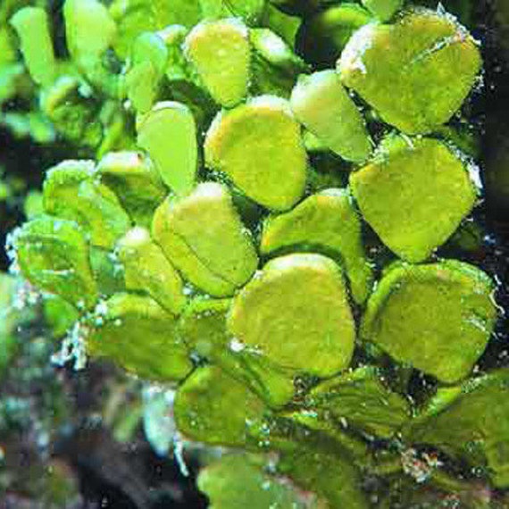 Saltwater Algae