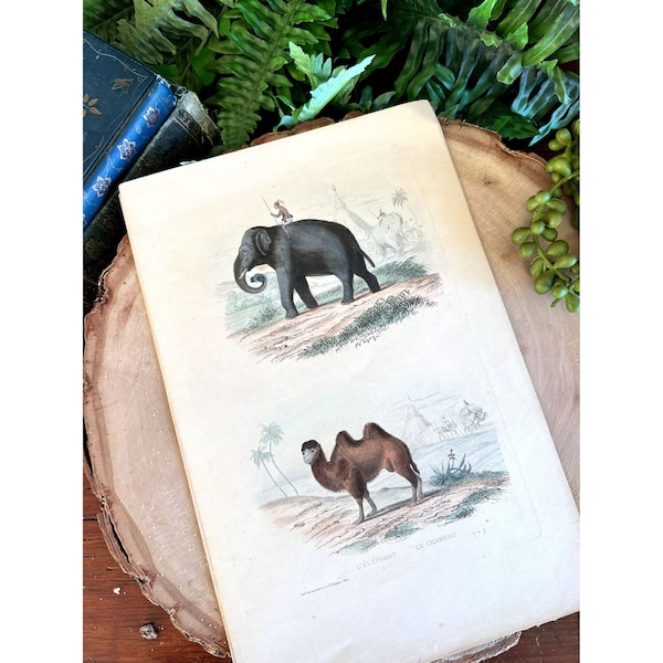 Antique Mid-1800s Natural History Animal Hand-Colored Print of Elephant & Camel