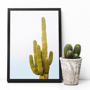 Lone Saguaro
