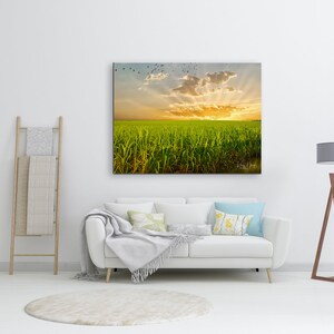 Sugar Cane Sunrise