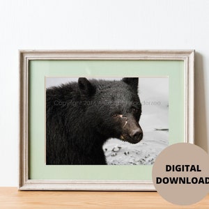 Bear Wall Art, Wildlife Photography, Home Decor, Nature Lover Gift, Printable Art, Digital Download, Black Bear, Animal Photos