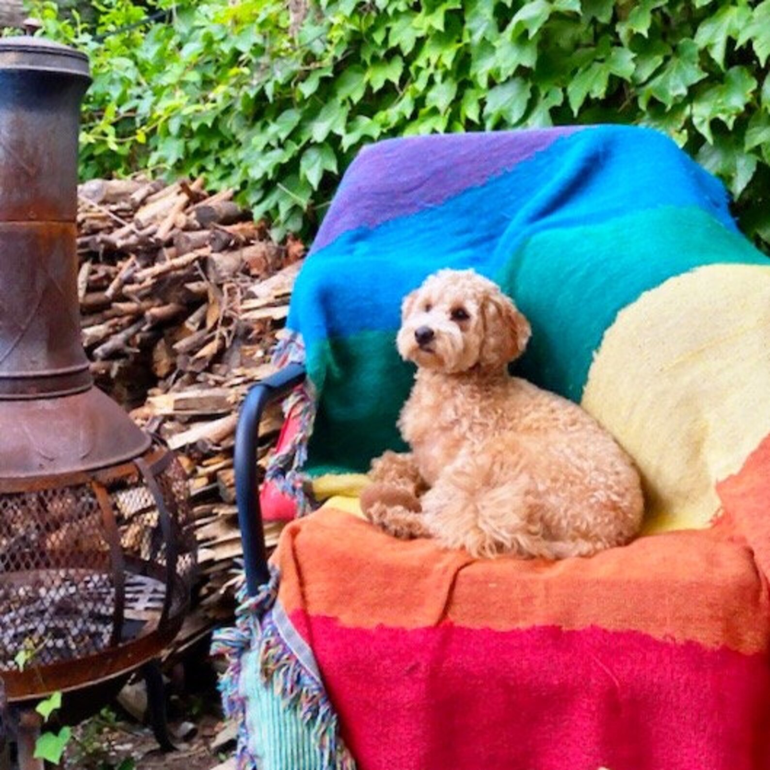 Rainbow Pride Woven Cotton Blanket Rainbow Flag Blanket | Etsy
