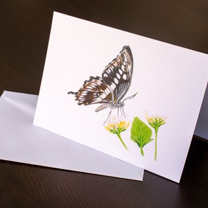 Mariposa Dibujo Corazon De Ganado De Montezuma Dibujo De Etsy El dibujo de sus alas es muy bello y pueden colorearse de distintas maneras, jugando a combinar diferentes colores. mariposa dibujo corazon de ganado de