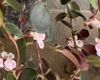 Codonanthe Devonian’s “Paula”  4” pot