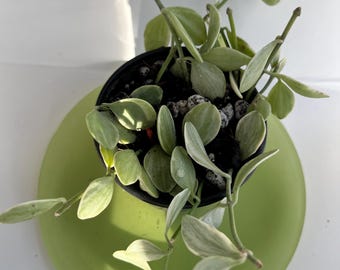 Dischidia Oiantha Variegata/Dischidia White Diamond, Succulent Plant, Rare Succulent, Live House Plant