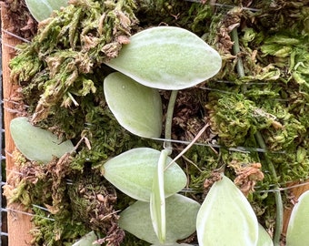 Dischidia oiantha variegata -mounted on cedar plaque