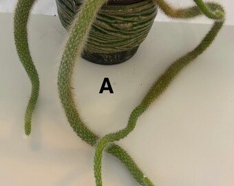 Monkey Tail Cactus Fully Rooted Established Plants See Listing for Various Plants/Pot Sizes