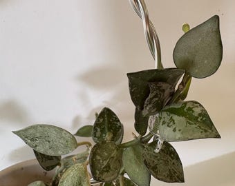 Hoya Krohniana Super Silver or “Eskimo” Fully Rooted in a 3” Pot