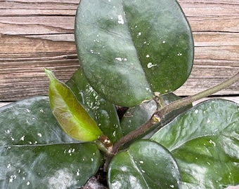 Hoya Carnosa &quot;Stardust” Rare Hoya-4”Pot