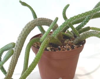 Rat Tail Cactus/Aporocactus Flagelliformis Live Plant Growing in 3&quot; Pot