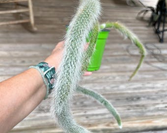 Monkey Tail Cactus Fully Rooted Established Plants See Listing for Various Plants/Pot Sizes