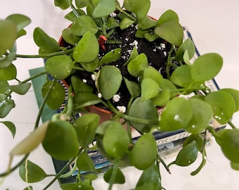 Dischidia oiantha &quot;Green Apple&quot; Growing in 4&quot; Pot