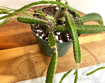Dog Tail Cactus or Selenicereus testudo Trailing Plant/Epiphyte