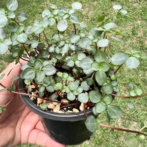 Pilea glauca - Aqua Blue Baby Tears- Easy Care Houseplant in 4” pot