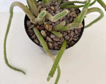 Rat Tail Cactus/Aporocactus Flagelliformis Live Plant Growing in 4&quot; Pot