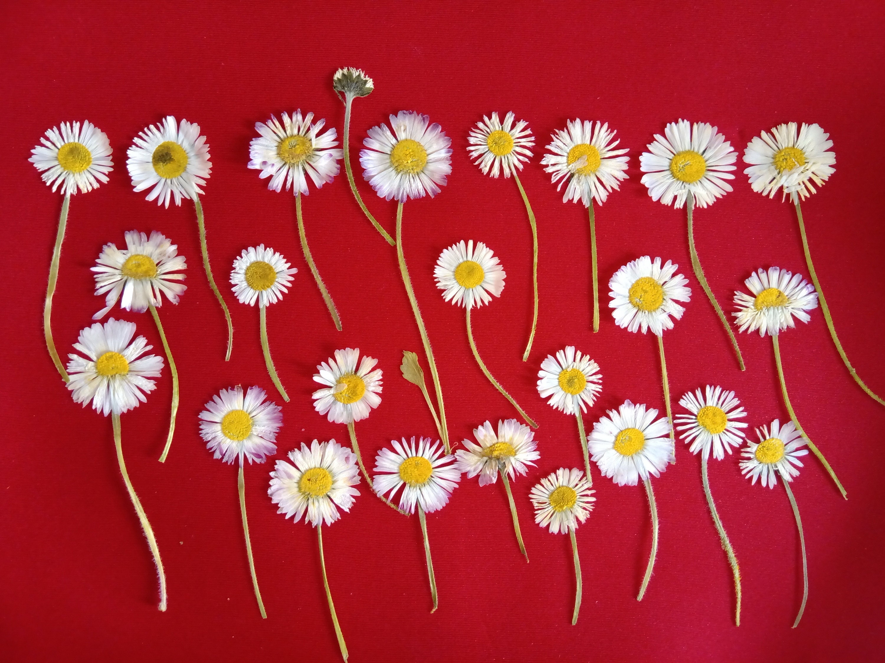 12pcs Pressed Flower Dried Daisy Flowers For DIY Art Crafts Resin Jewelry Making 