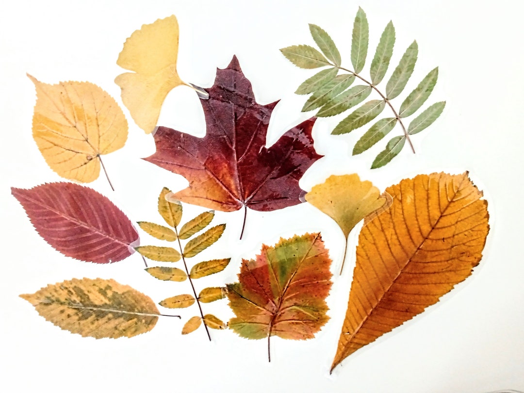 Sale 10x Laminated Different Autumn Pressed Leaf Bookmark Real Tree