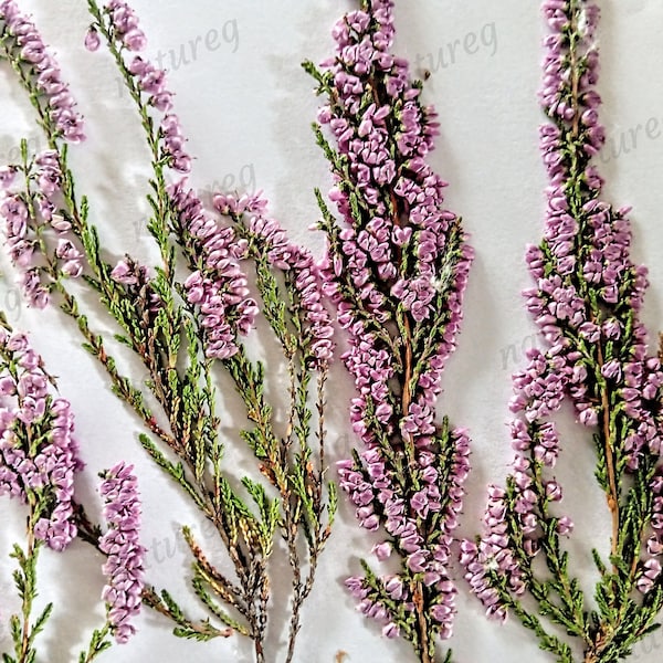 Dried pressed heathers Purple flowers Wildflower Real heather Rustic home decor Wedding petals plants natural Pink Cottage Card making DIY