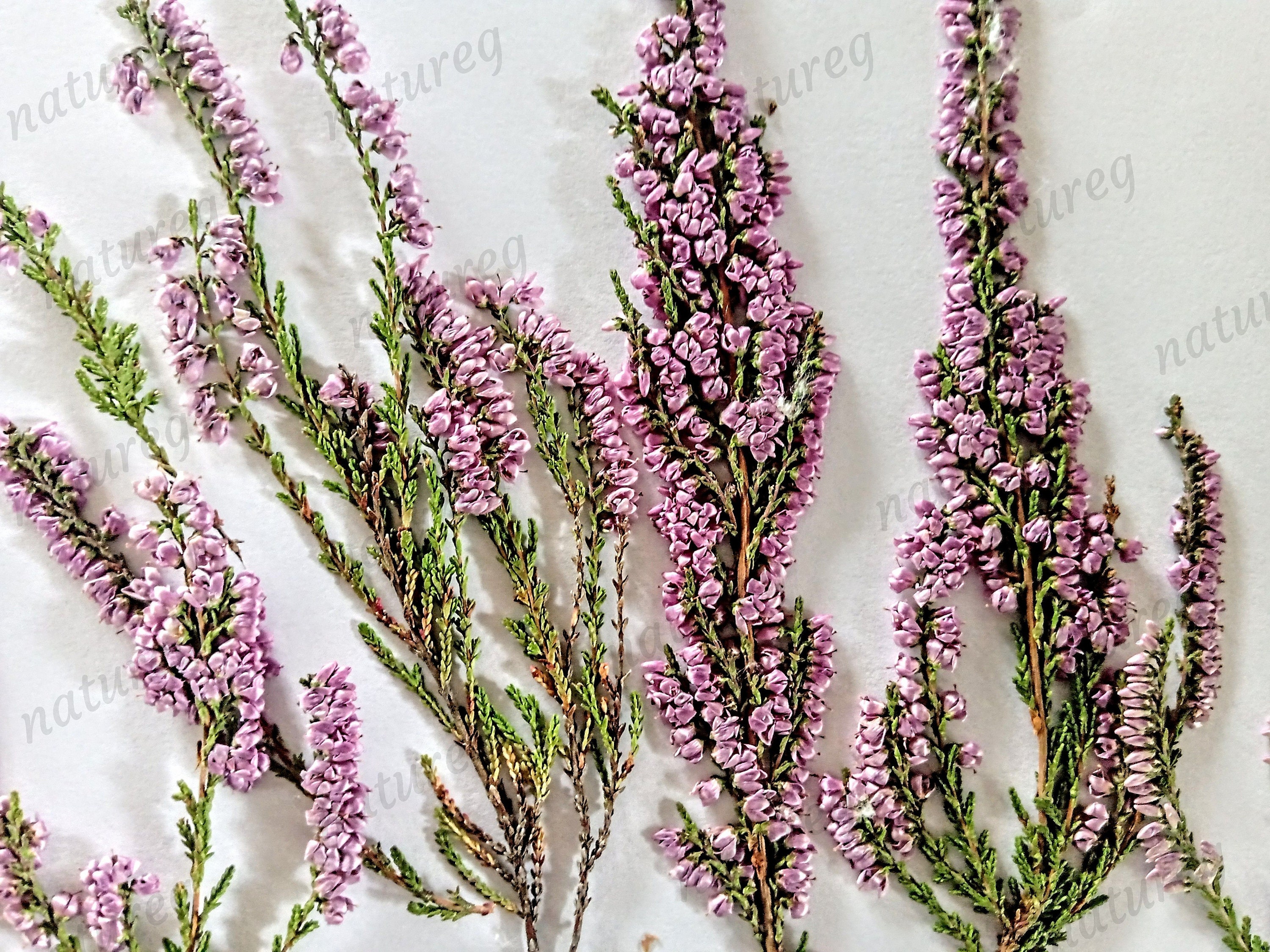 Ecological Dried Pressed Heather Purple Pink Flowers Etsy