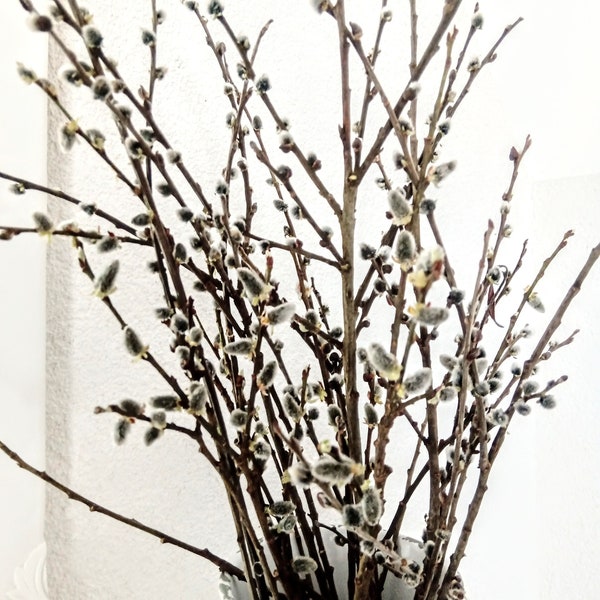 20 tiges séchées branches de saule chatte longueur 40 cm 16'' artisanat décor de printemps maison véritable arbre sauvage blanc bouquet de mariage naturel écologique Eco