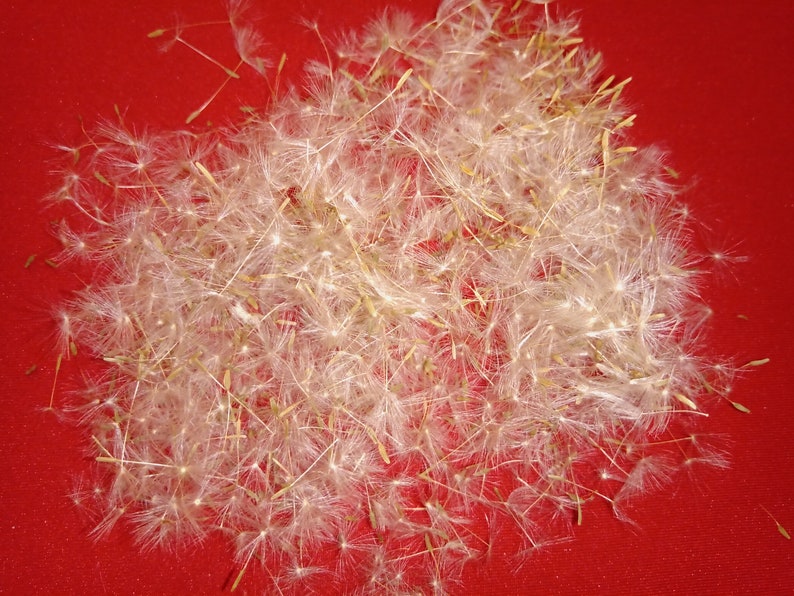 Dried Dandelion Seeds With Wisps small flower for jewelry ...