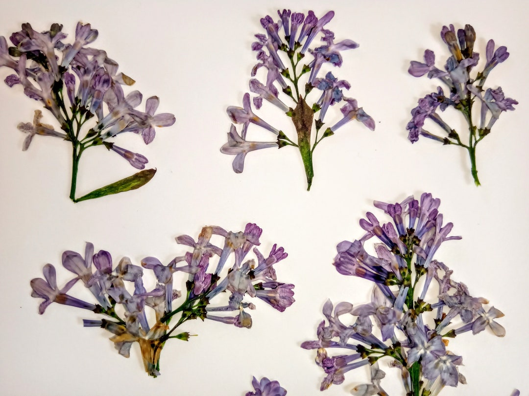 20 Pressed Dried Lilac Flowers Ecological Violet Blue Flower Etsy