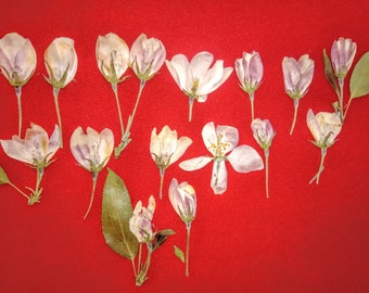 Small & Medium 2-3.5 pouces Blossom Fleur Paillettes Rose Arcs Sur Pince Extra small Small & Medium 2-3.5 pouces Blossom Fleur Paillettes Rose Arcs Sur Pince Extra small