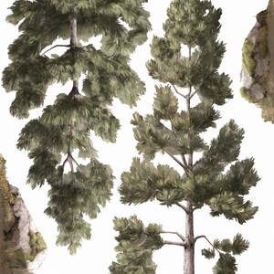 Forest / woodland pine trees, aspen trees, and boulders, peel and stick wall decals for a boy nursery or bedroom. Explore the Grit set image 2