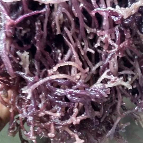 Jamaican Sarsaparilla Root (Wildcrafted) – bulkyfoodsja
