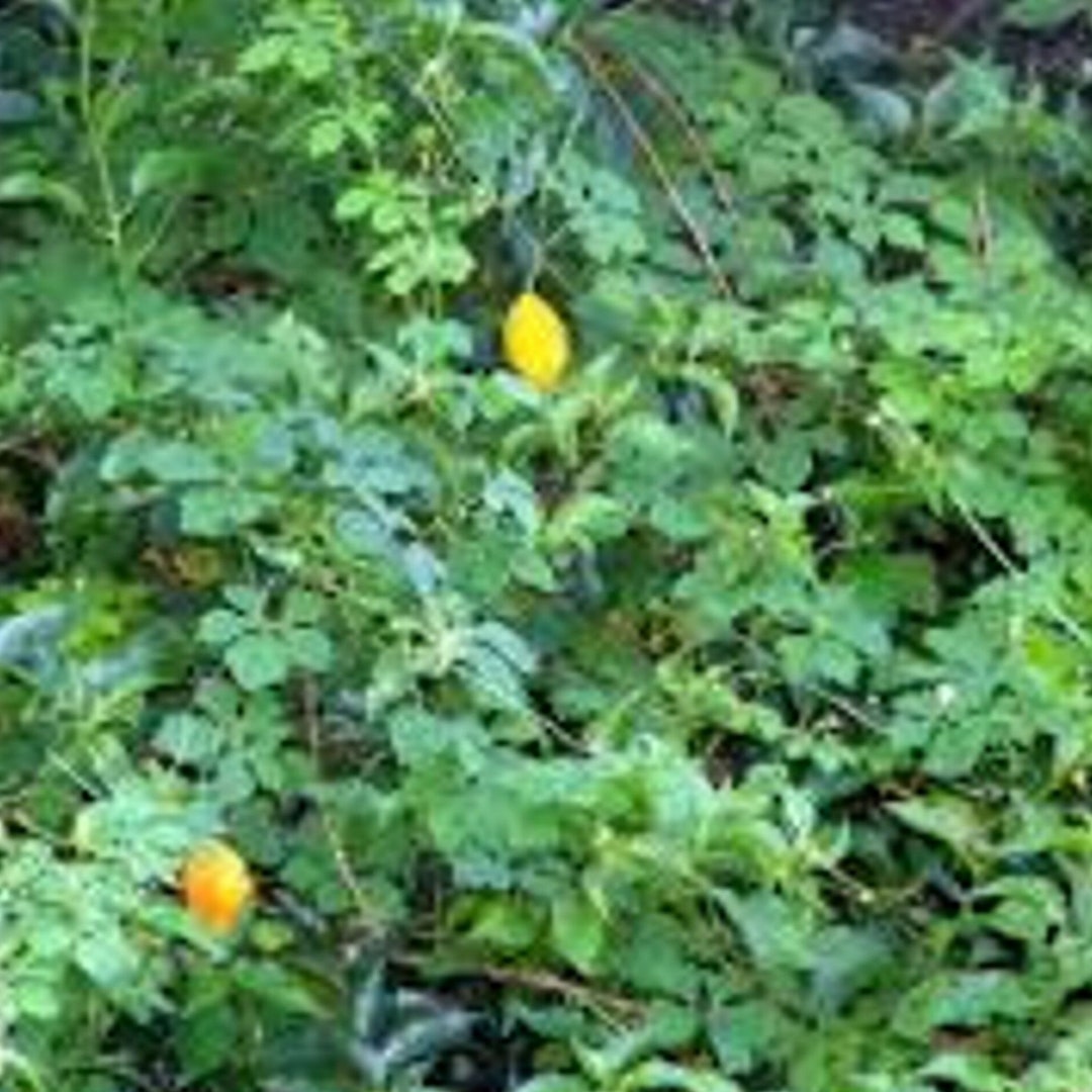 Jamaican Cerasee Bitter Melon organic Etsy