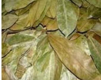 Soursop Leaves Etsy