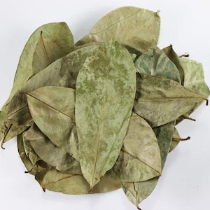 SOURSOP LEAVES (JAMAICAN) 100+ Leaves