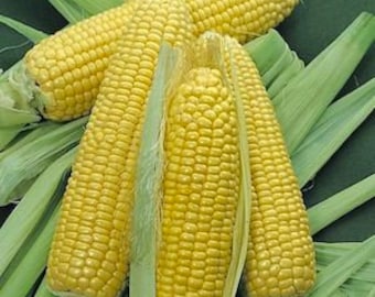 Hybrid Bodacious  Sugar Enhanced Yellow Sweet Corn Seed Treated  Non GMO