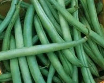 Volunteer White Half Runner Bean Seeds NO TOUGH HULL beans