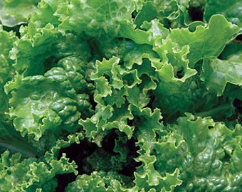 Heirloom Green Ice Lettuce Seeds NON GMO