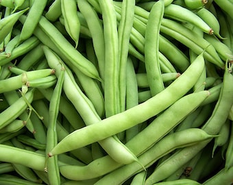 Heirloom Old Dutch White Half Runner Bean Seeds Non GMO