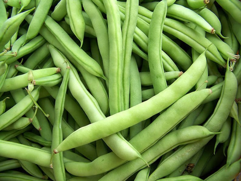 Where Can I Buy White Half Runner Beans