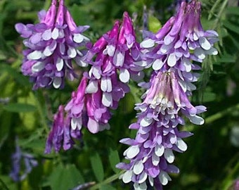 Hairy Vetch Seeds for Wildlife Food Plots & Cover Crop