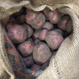 Certified First Grade Red Pontiac Seed Potatoes Non GMO