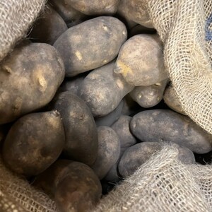 Certified First Grade  Norkotah Russet Seed Potatoes Non GMO